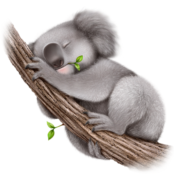 26 dessin a imprimer koala png