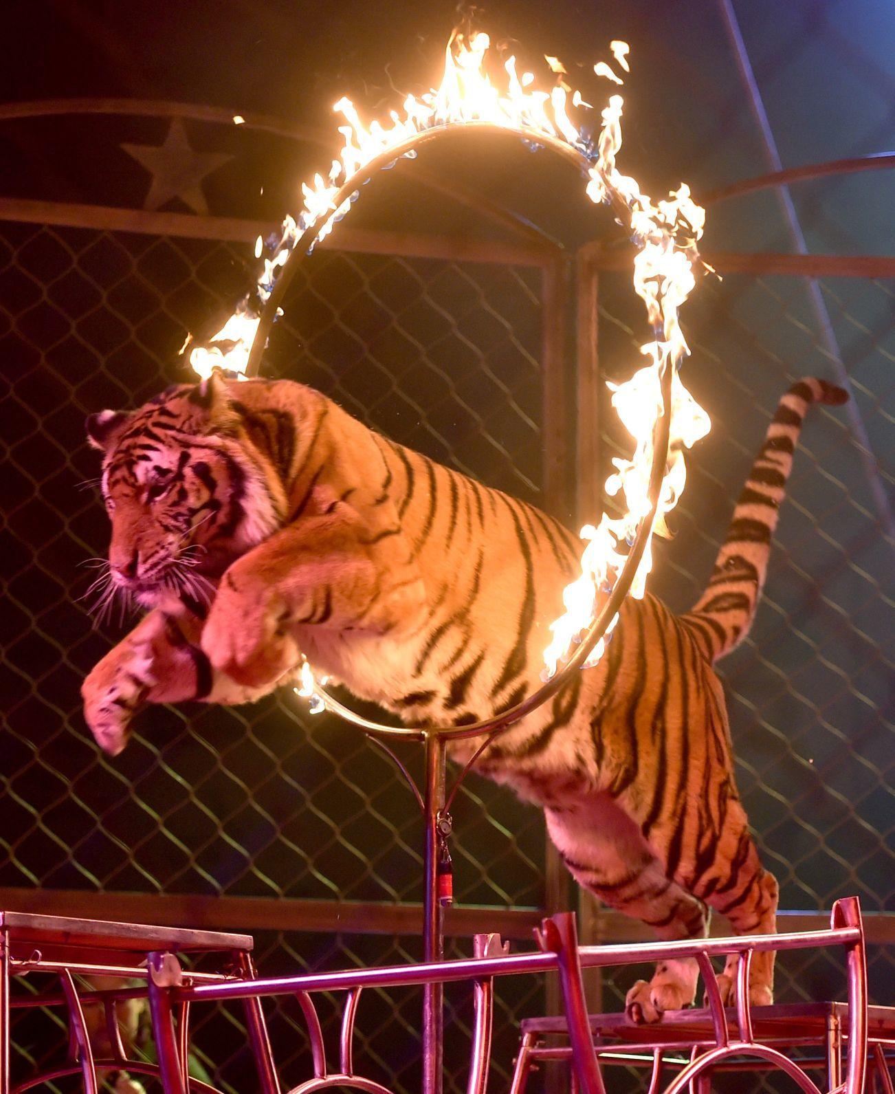 Presence of animals at annual Shrine Circus delights some, upsets others