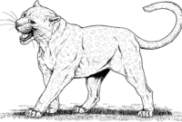 leopard coloring pages