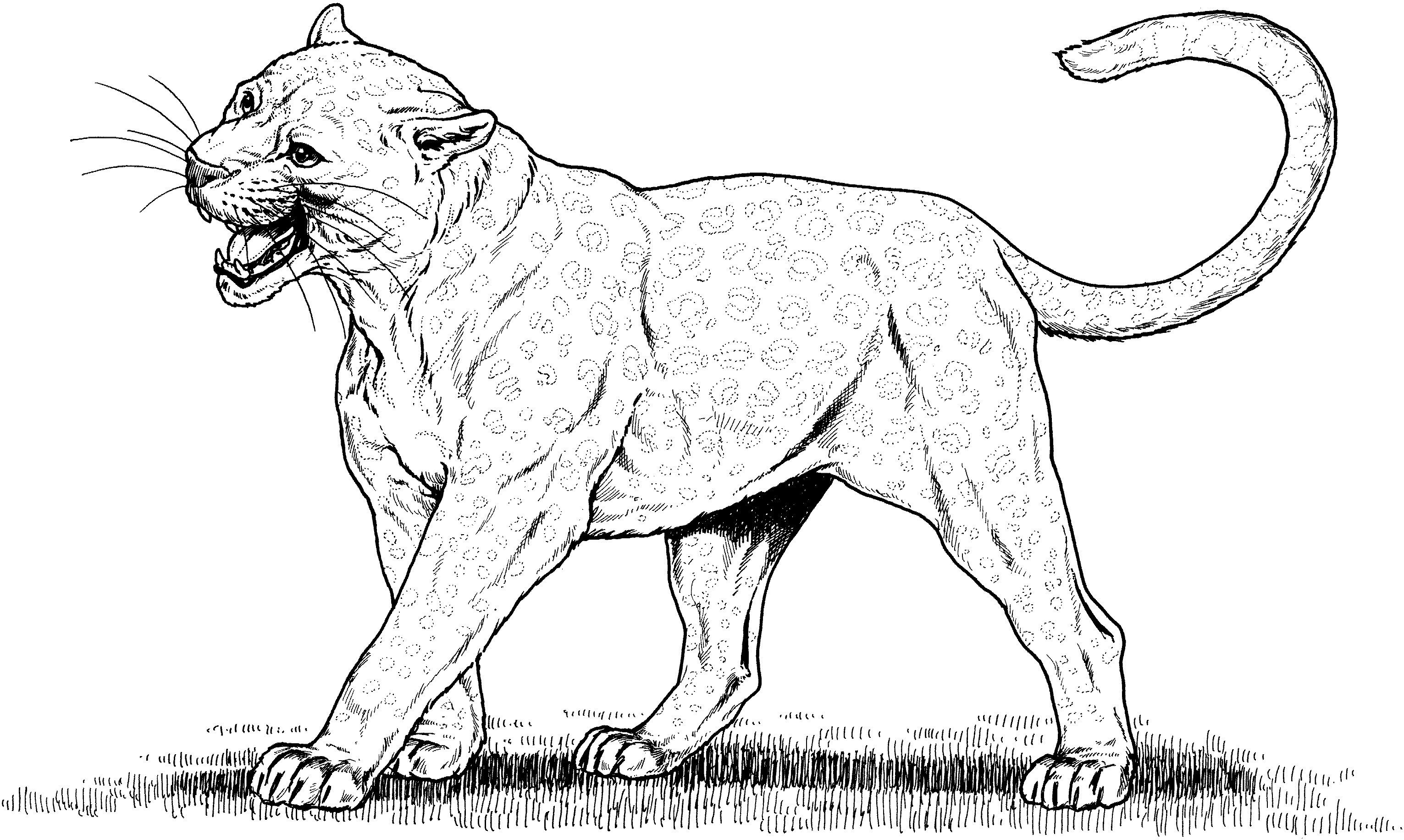 Leopard coloring pages to download and print for free