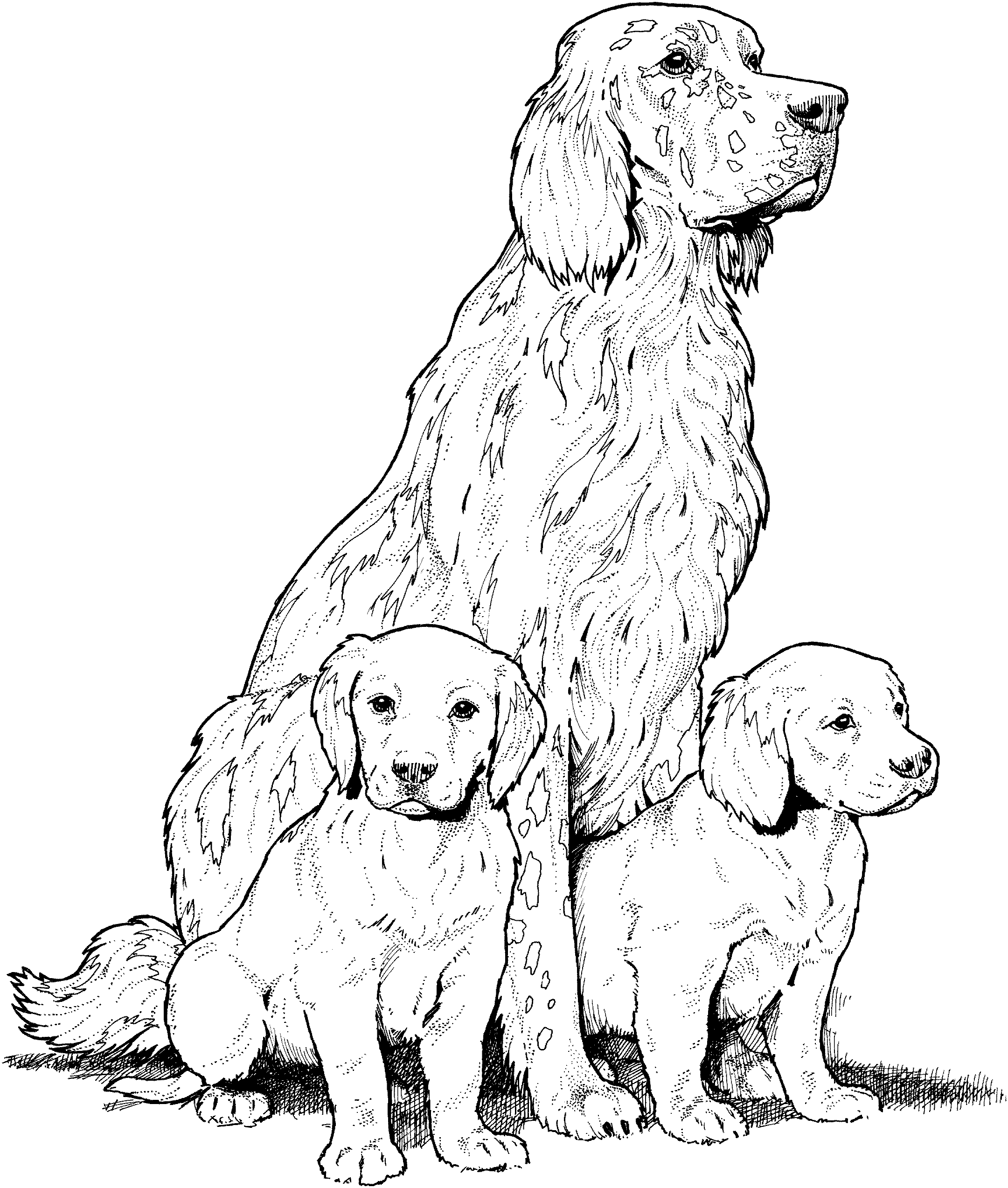 golden retriever color page