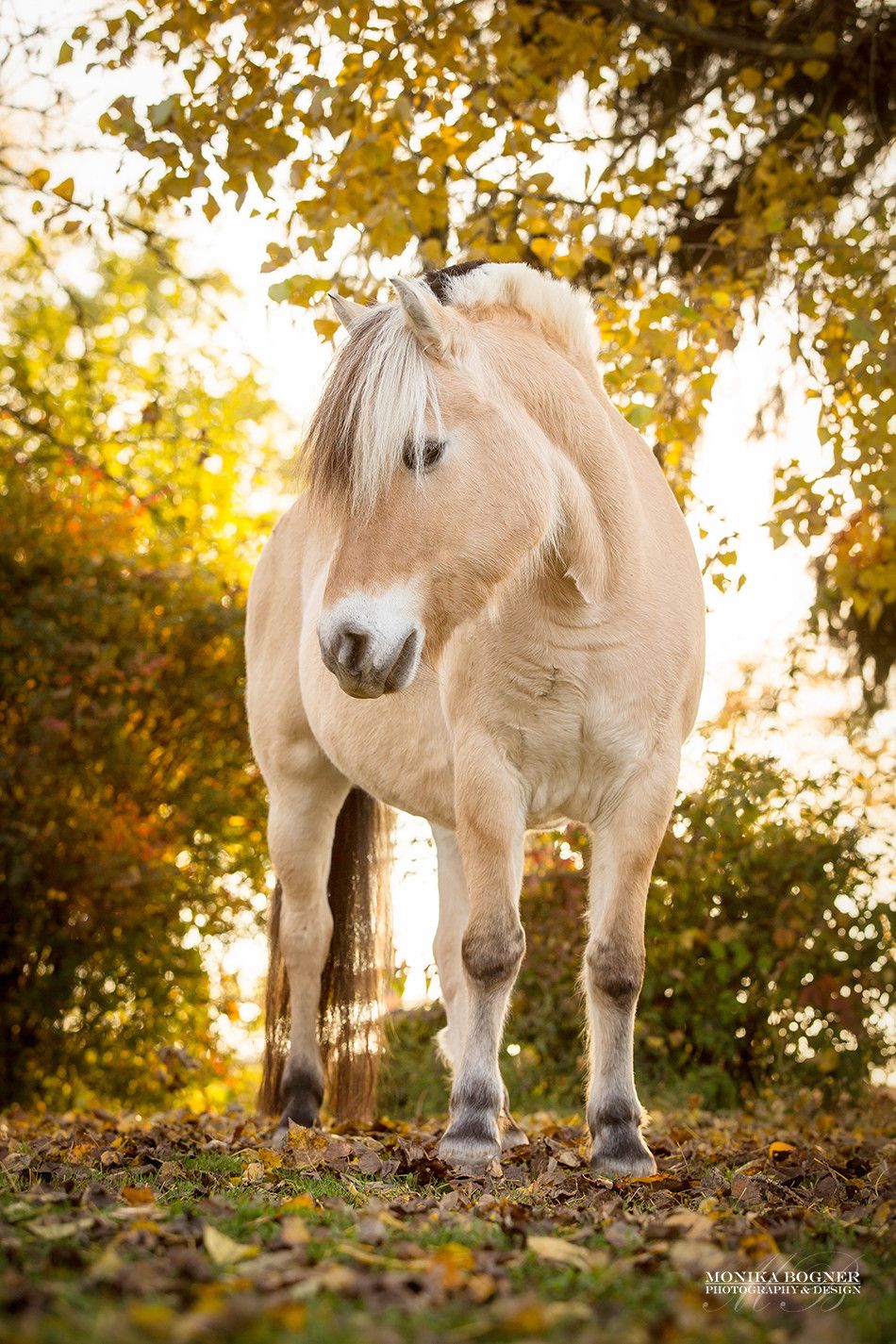 Pferde in der Natur - Monika Bogner Photography | Pferde, Fjordpferd