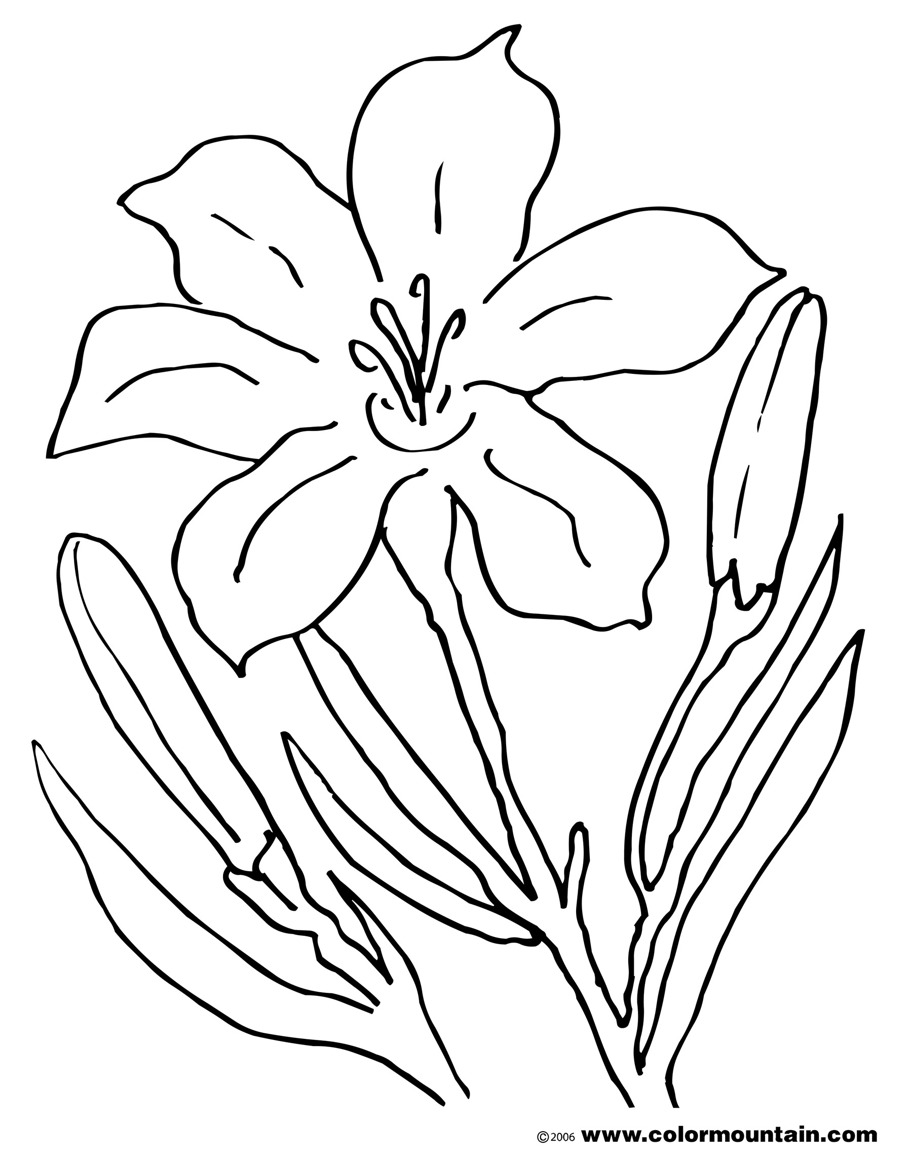 easter lily coloring page