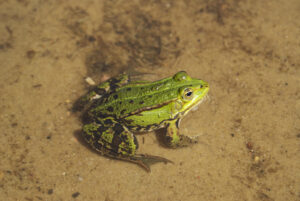 bilder vom frosch