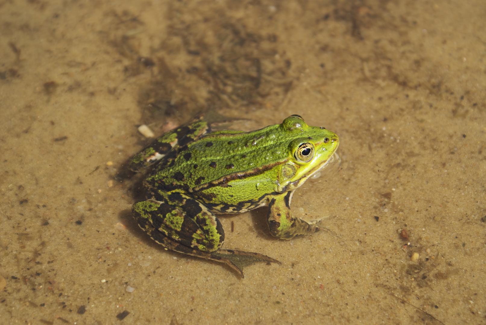 bilder vom frosch