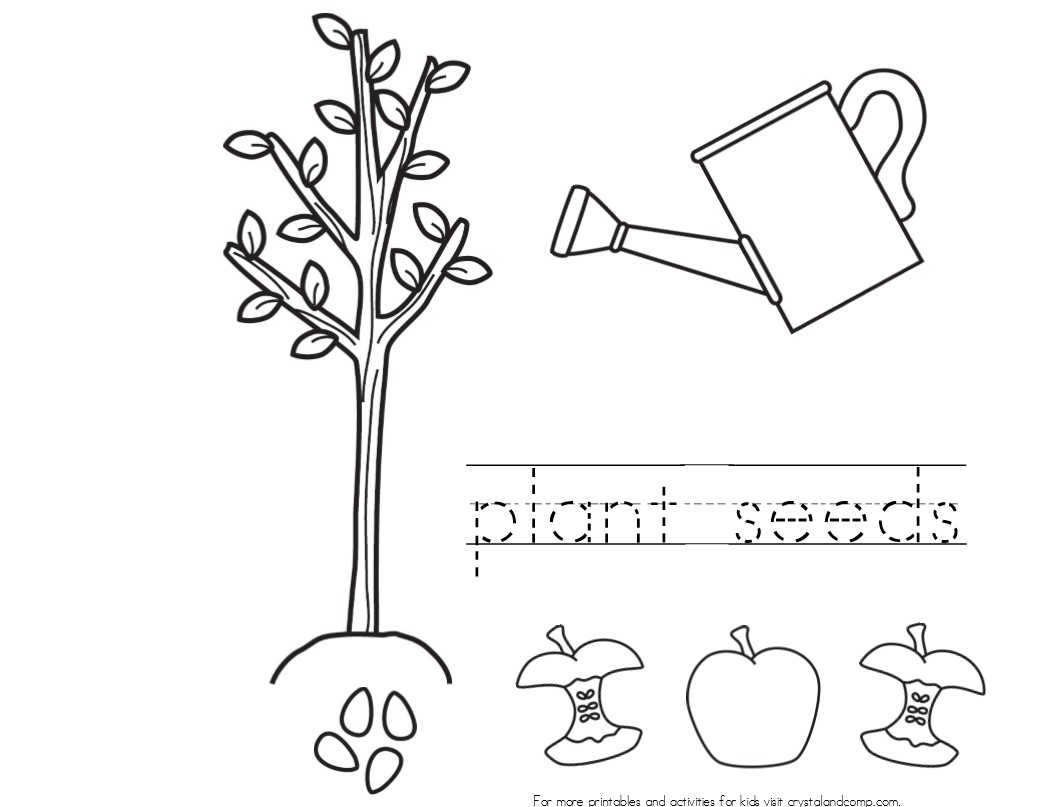 seeds coloring page