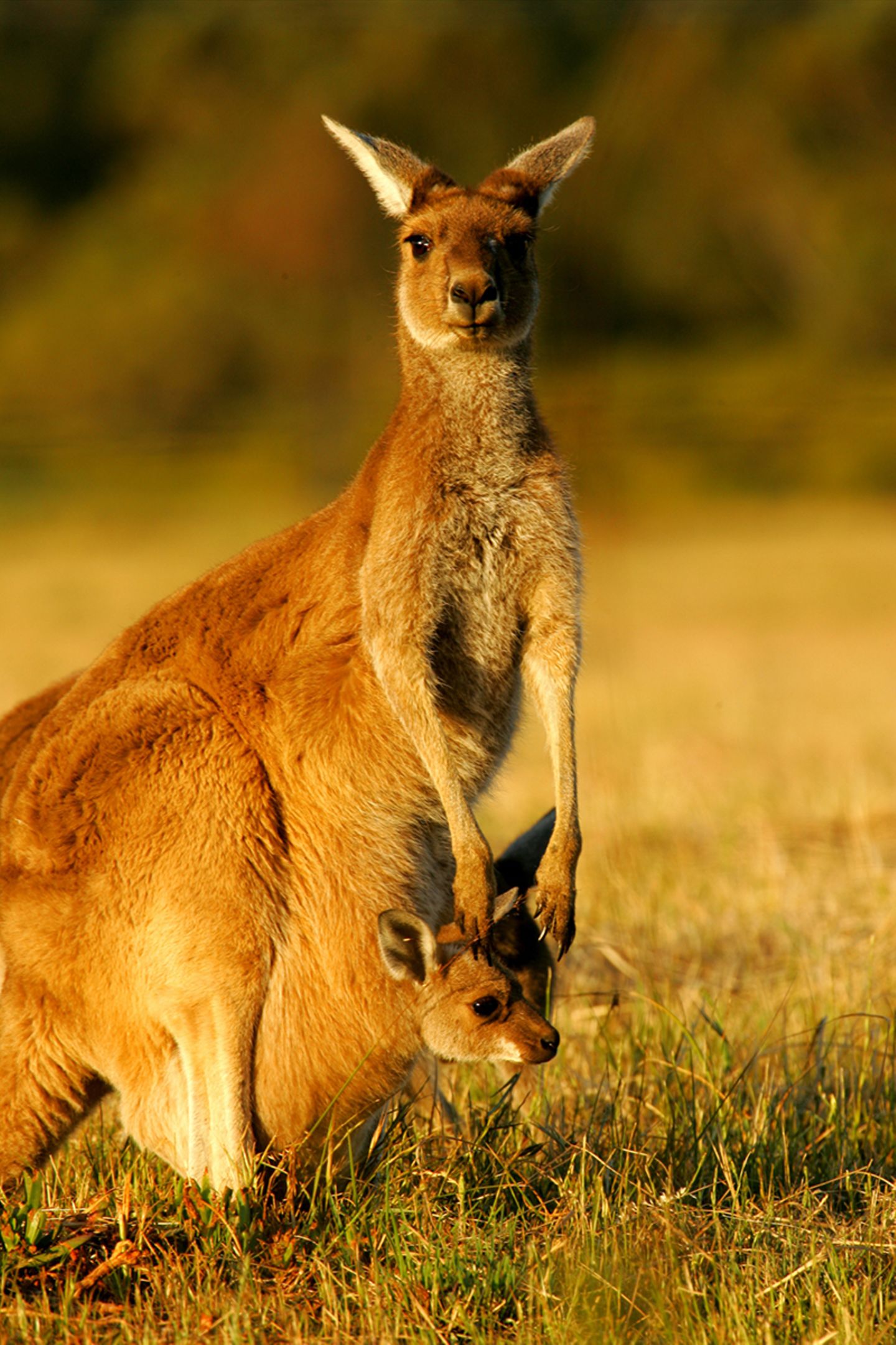 känguru zeichnung