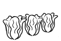 lettuce coloring page