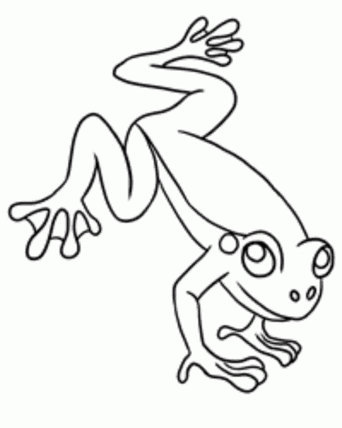 red eyed tree frog coloring page