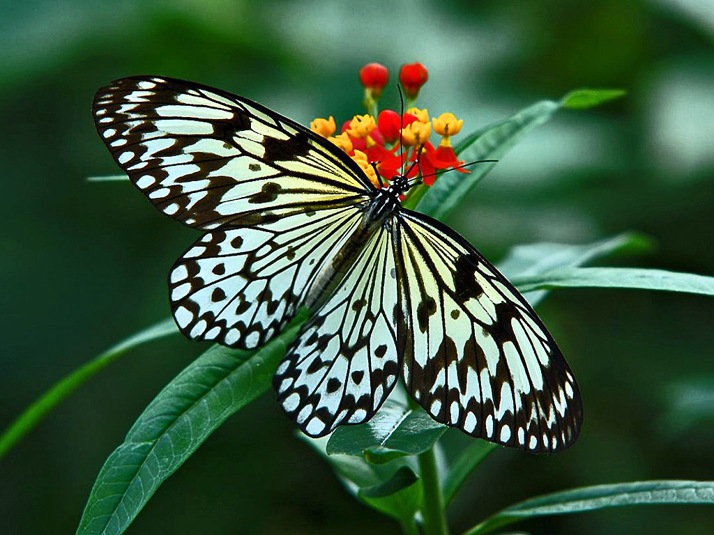 HDwallpapers of Butterflies ~ Wild Life