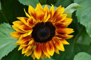 sonnenblumen bild kostenlos