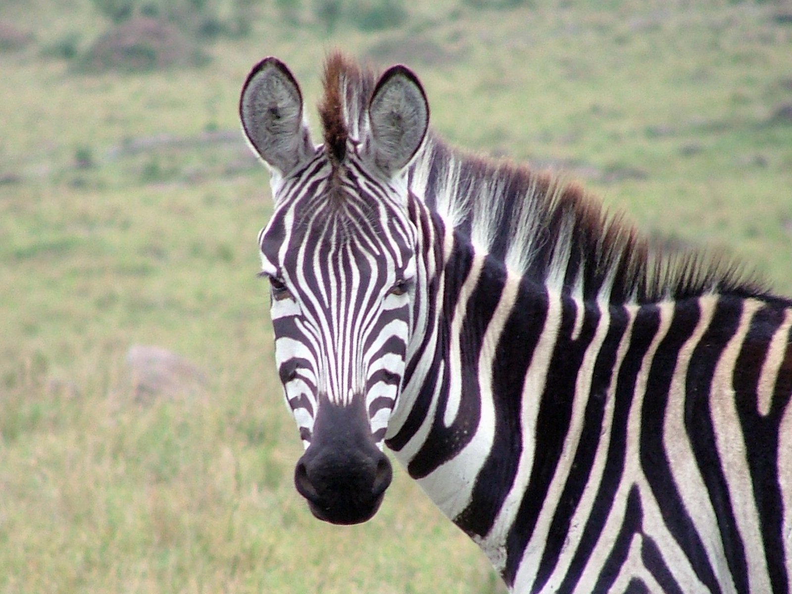 zebra bilder