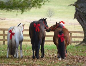 weihnachtsbilder mit pferd