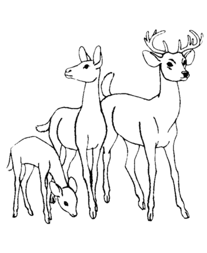 deer coloring pages pdf