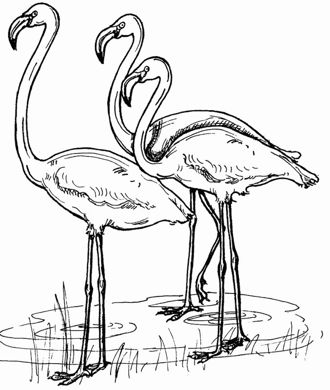 printable cute flamingo coloring pages