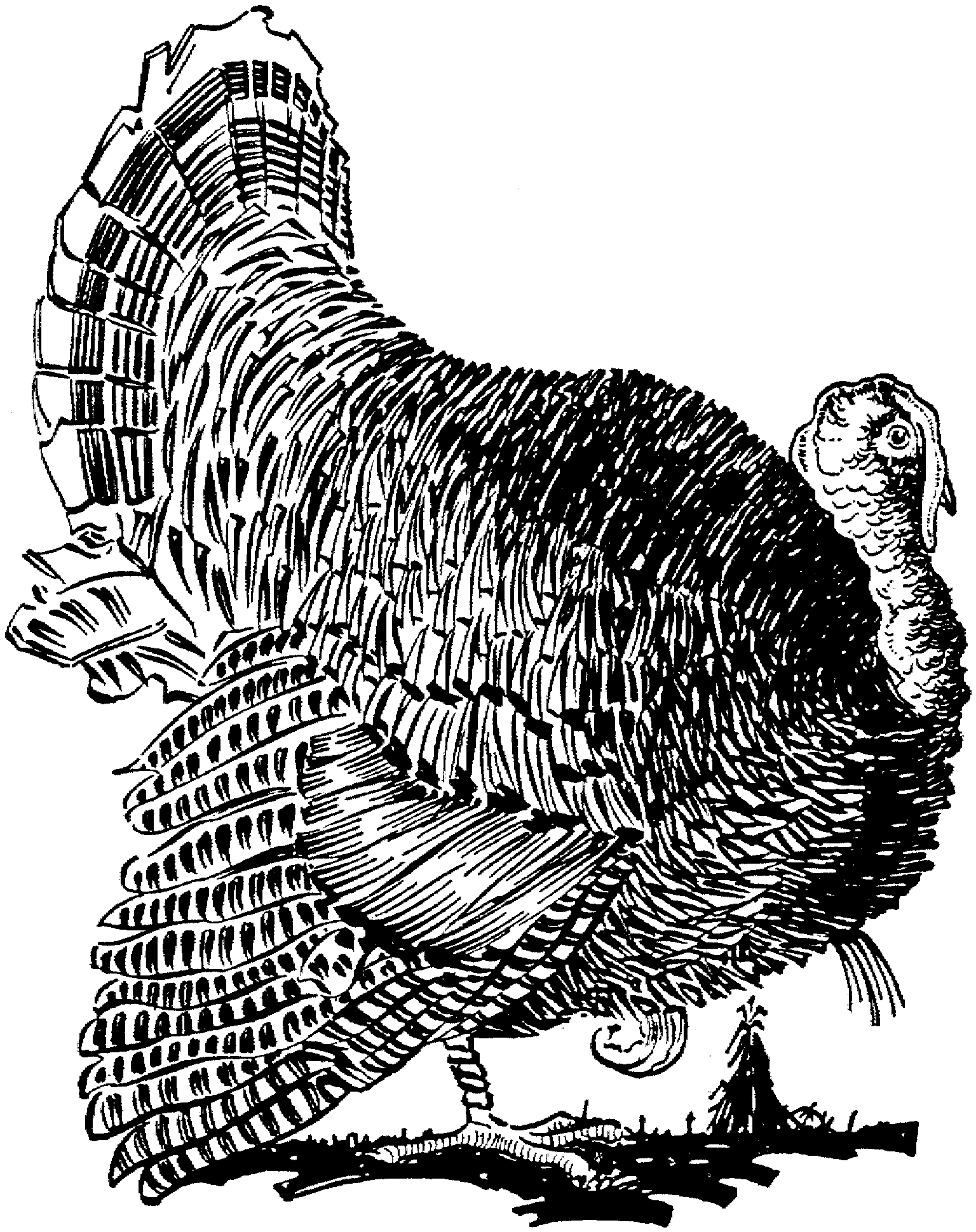 wild turkey coloring pages