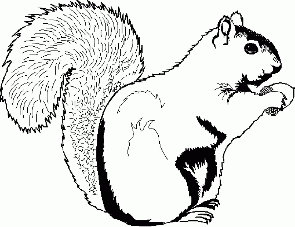 squirell coloring page