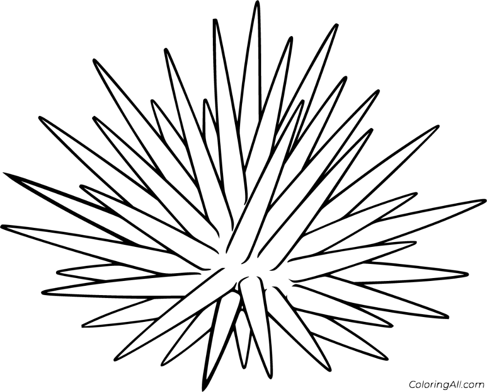 sea urchin coloring page