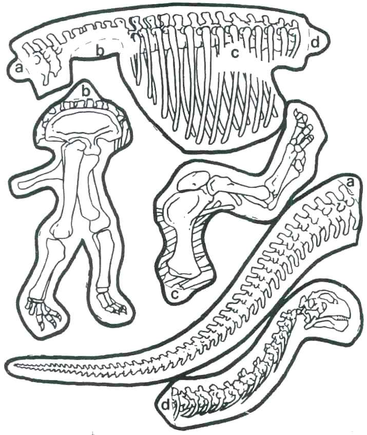 fossil coloring page