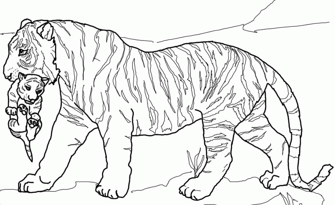 lion tiger coloring pages