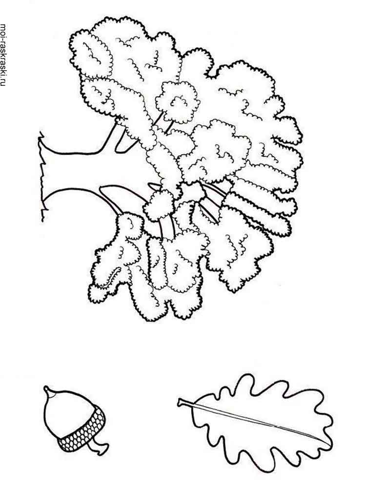 oak tree coloring page