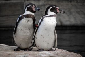 pinguine bilder kostenlos