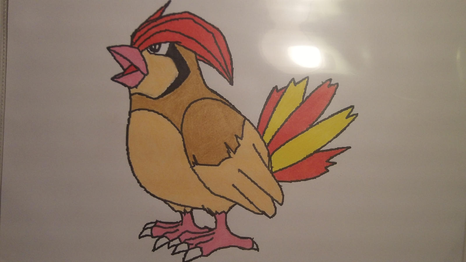 pidgeotto coloring pages