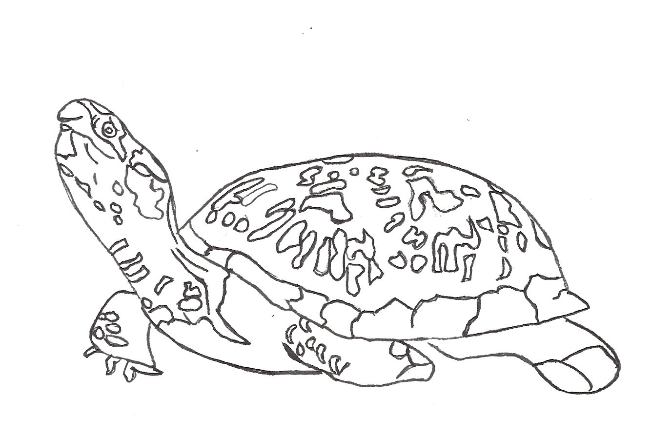 snapping turtle coloring page