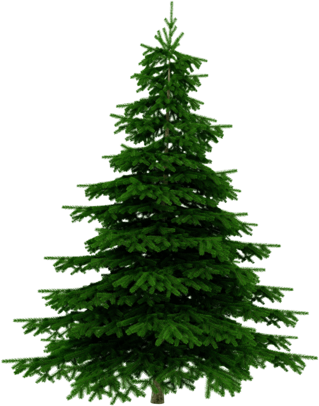 bild tannenbaum