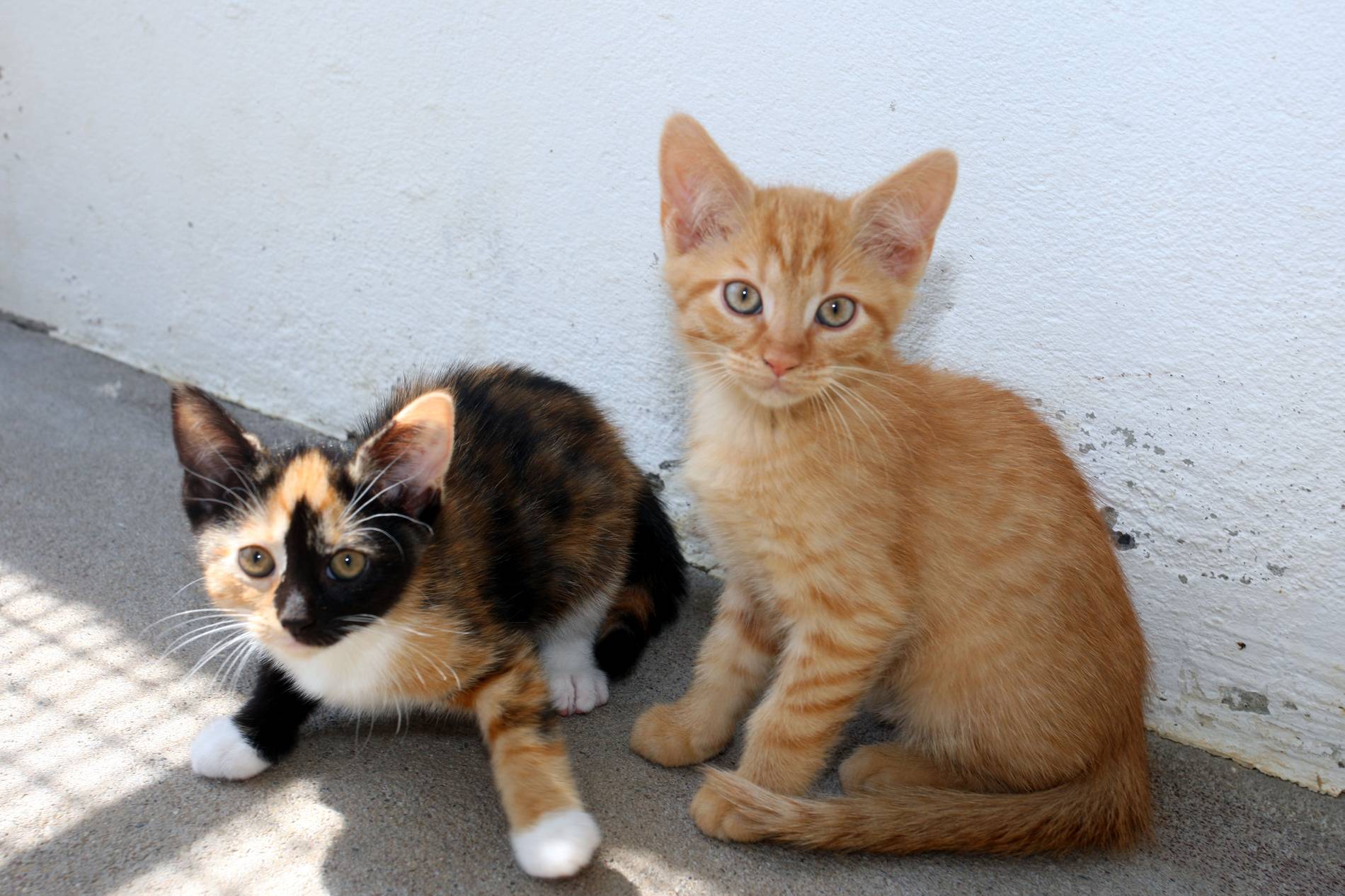 55 Katzen in Griechenland suchen Pfleger - Traumjob für Tierfreunde