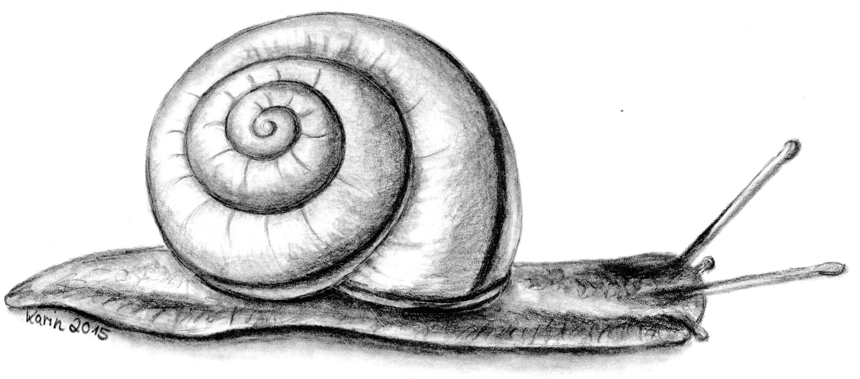 Schnecke, Bleistiftzeichnung | Bleistiftzeichnung, Zeichnung, Malen und