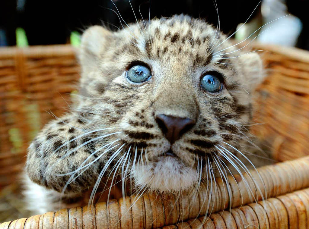 Süße Tierbabys: Nachwuchs im Zoo - Zisch - Fotogalerien - Badische Zeitung