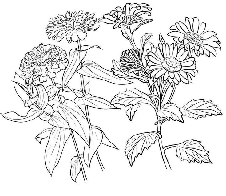 zinnia coloring page