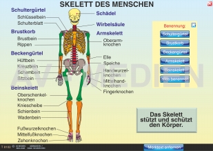 skelett kreuzworträtsel