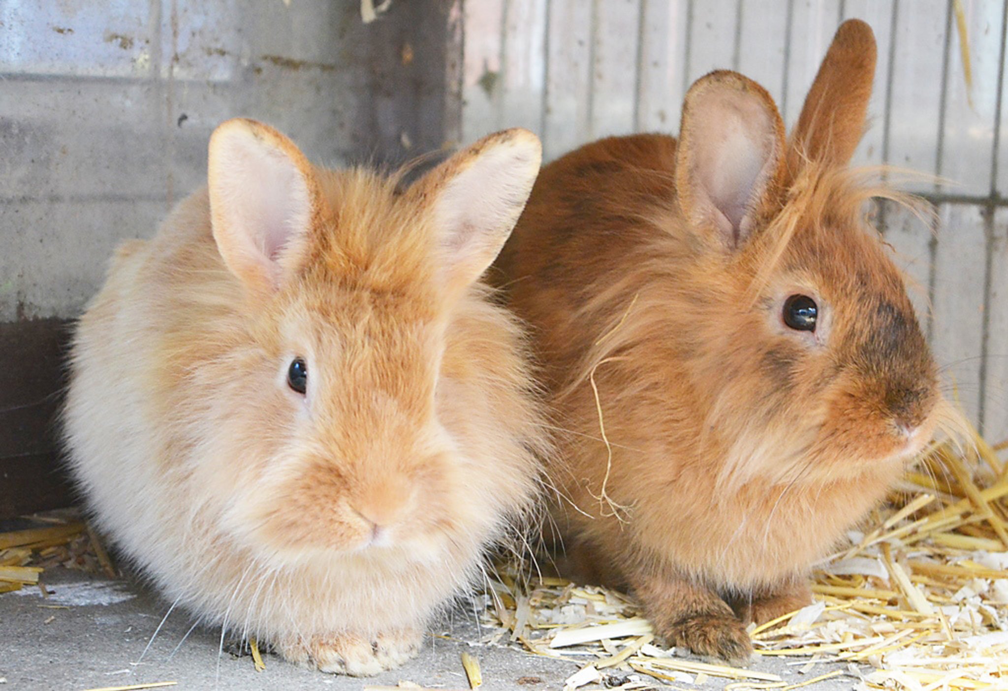 kaninchen süß