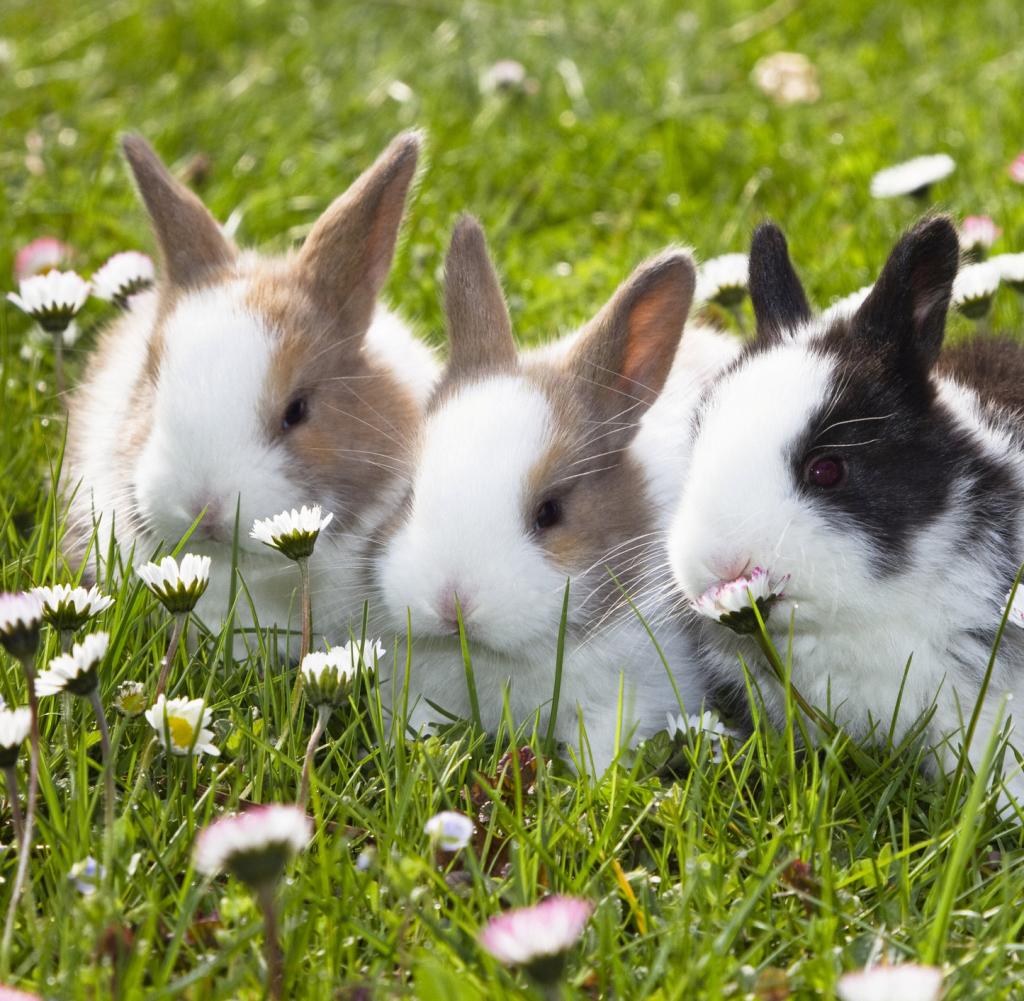 Warum sich diese Kaninchen im Handstand fortbewegen - WELT