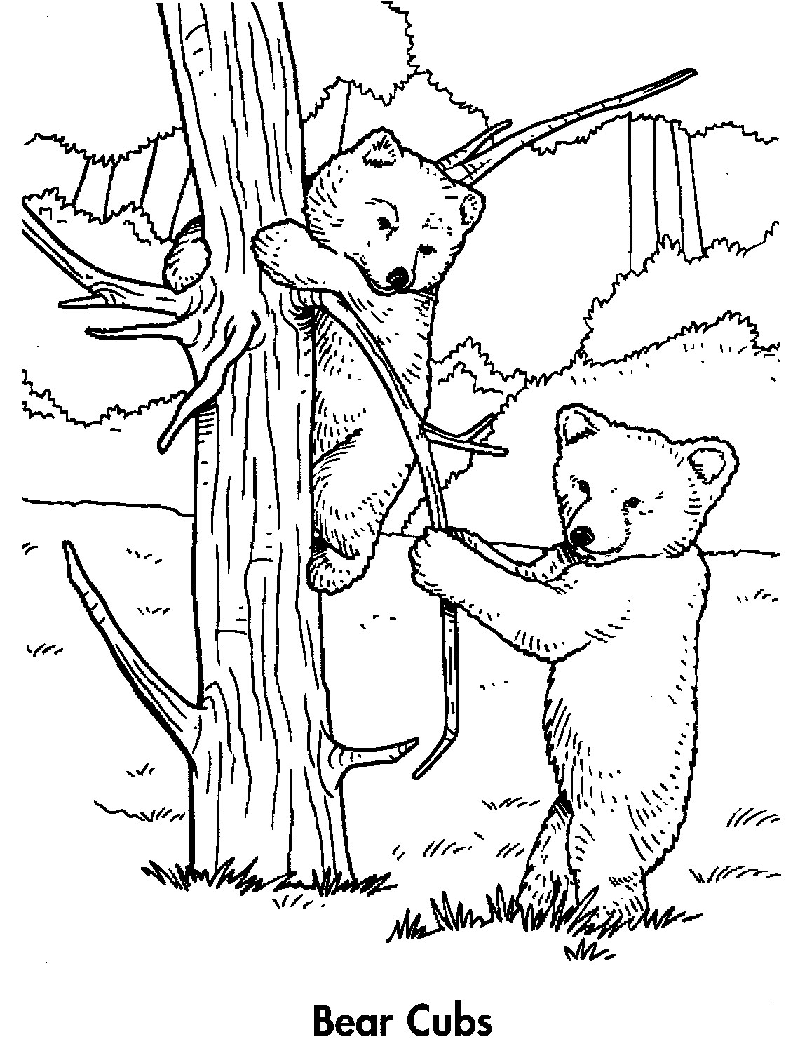 bear cub coloring page