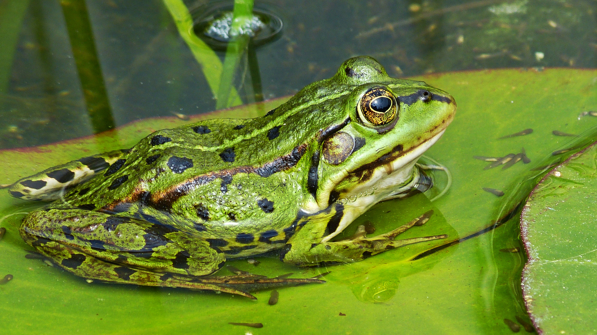 der Frosch 1 Foto & Bild | tiere, wildlife, amphibien & reptilien