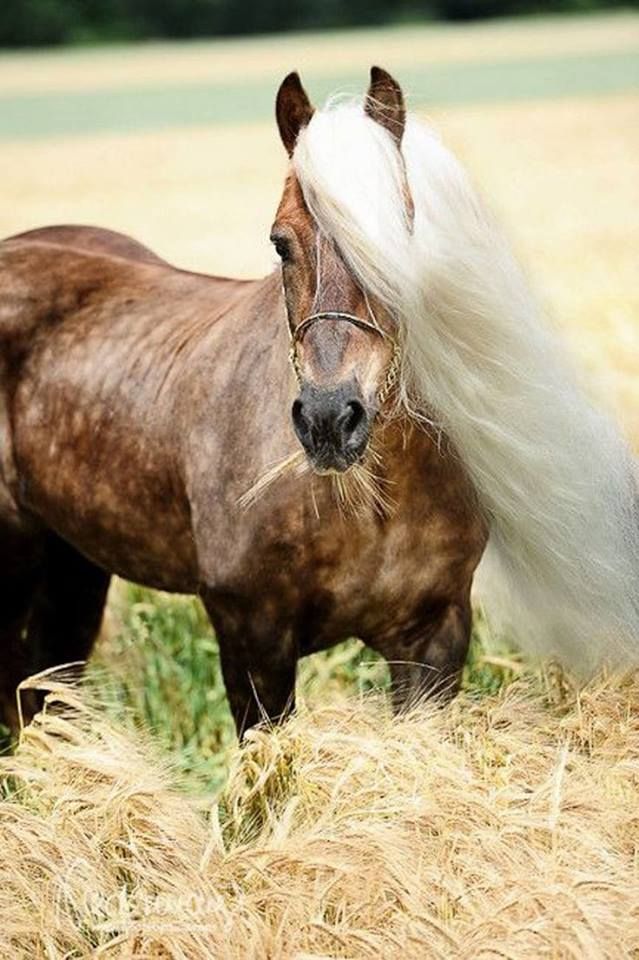 pferd mit flügeln und horn