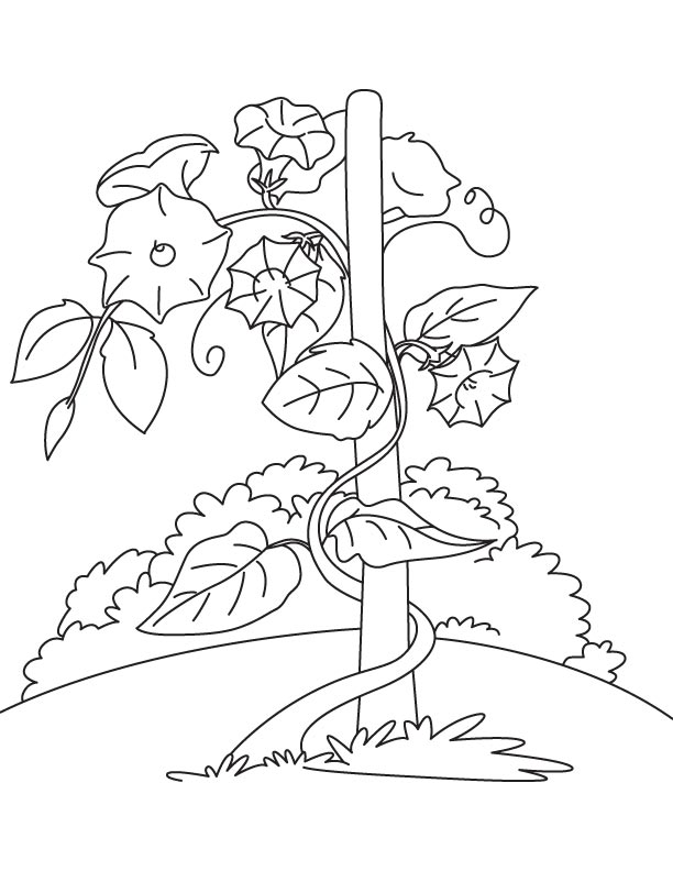 vine coloring page