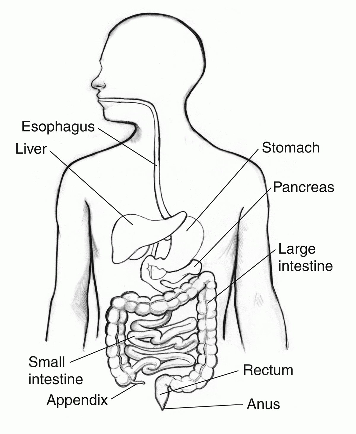 printable digestive system coloring page