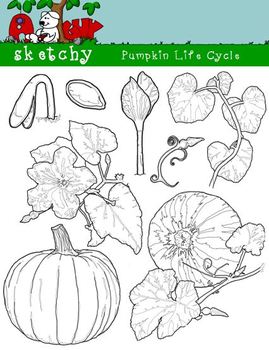 pumpkin life cycle coloring page