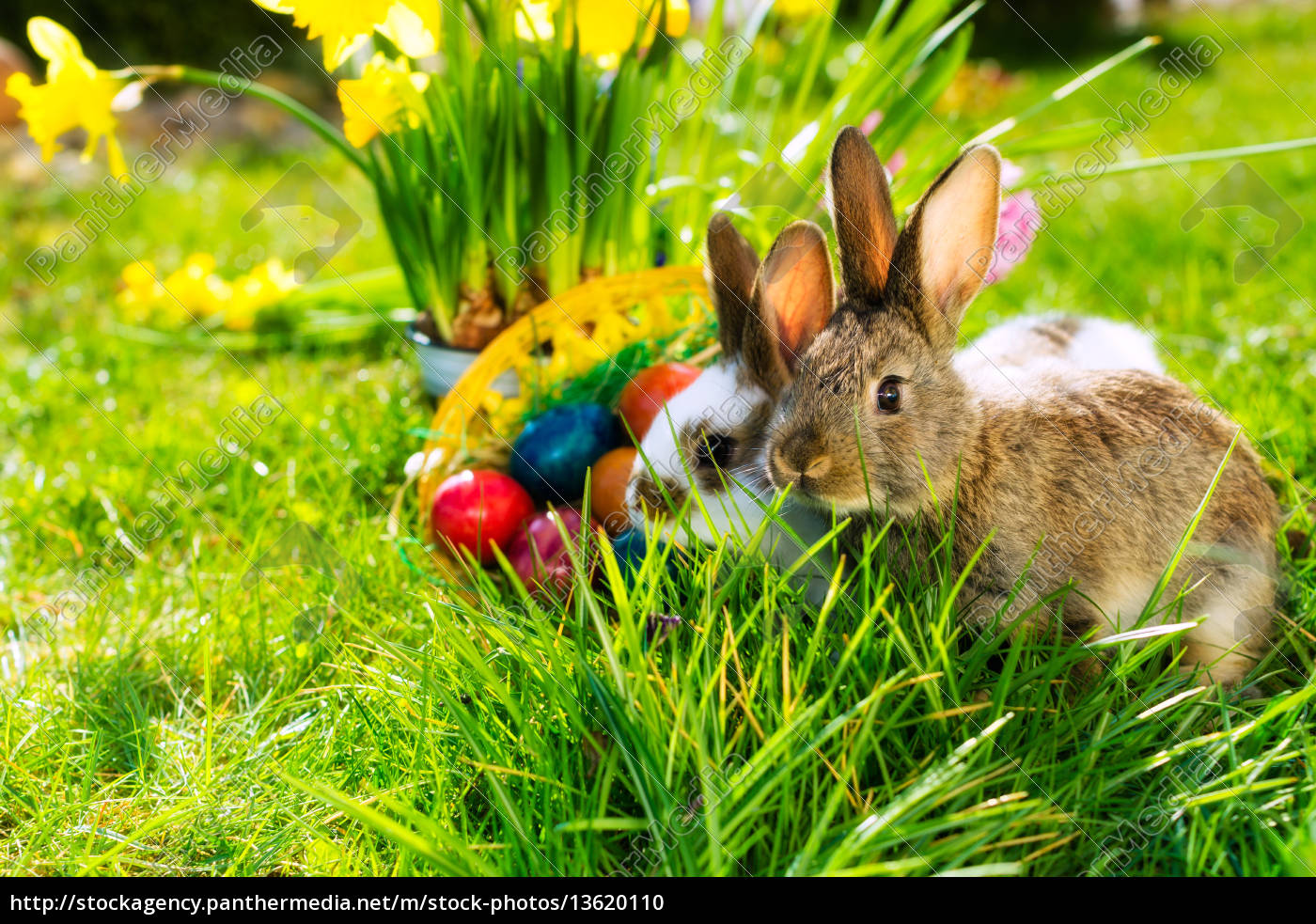 osterhasen frohe ostern bilder