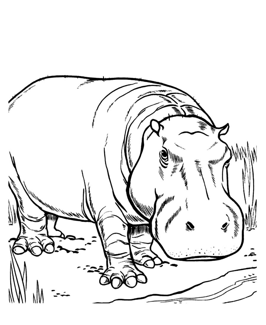 Free Hippo Coloring Pages - Free Printable Hippo Coloring Pages | Free