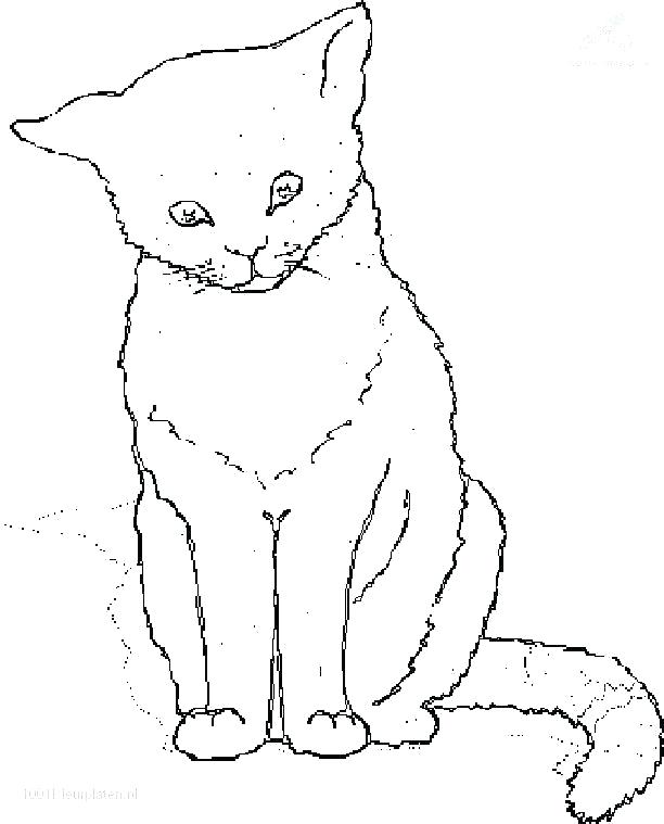 realistic cat coloring pages