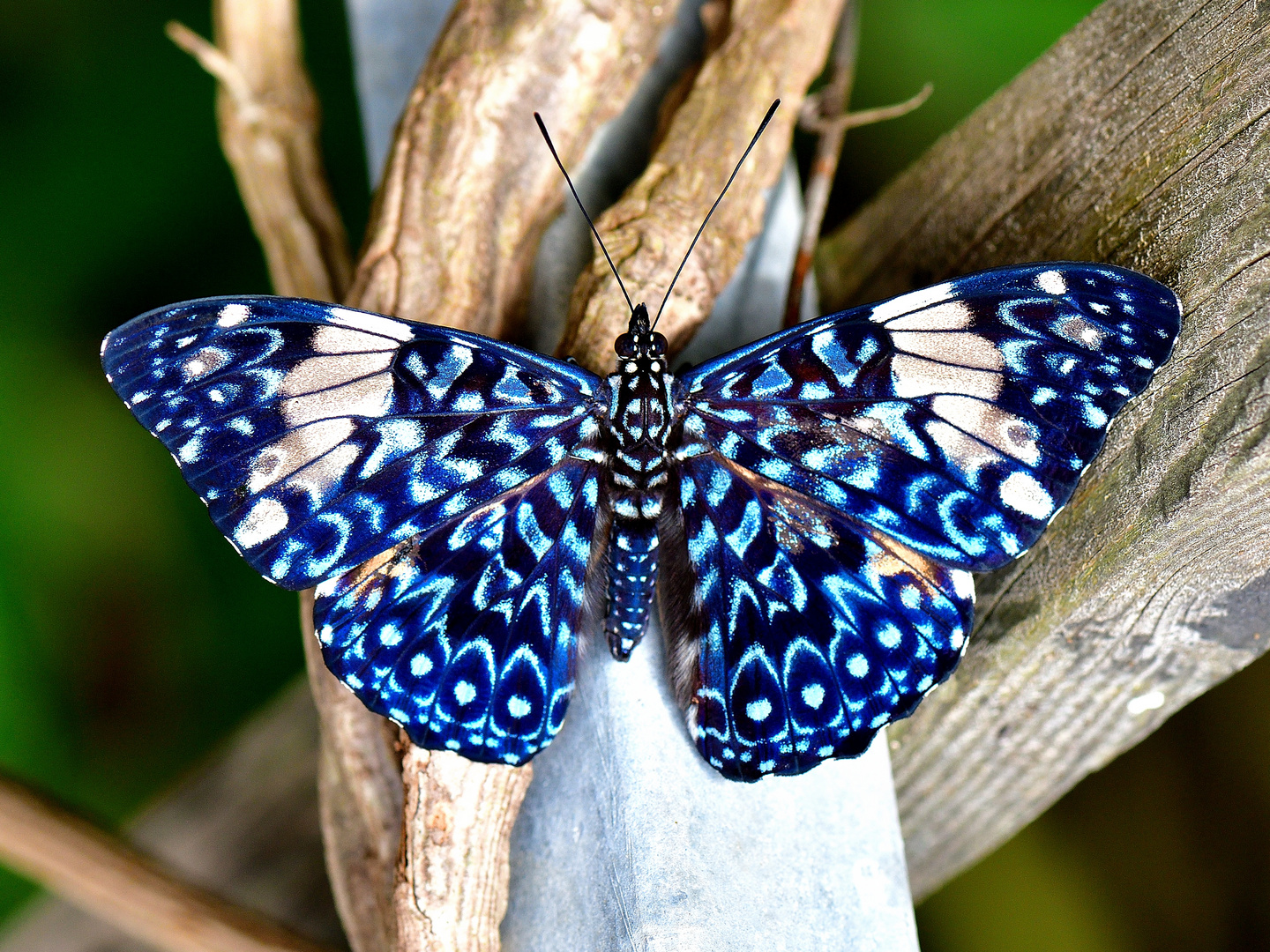 bild schmetterling