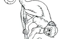 spider monkey coloring page