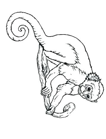 spider monkey coloring page