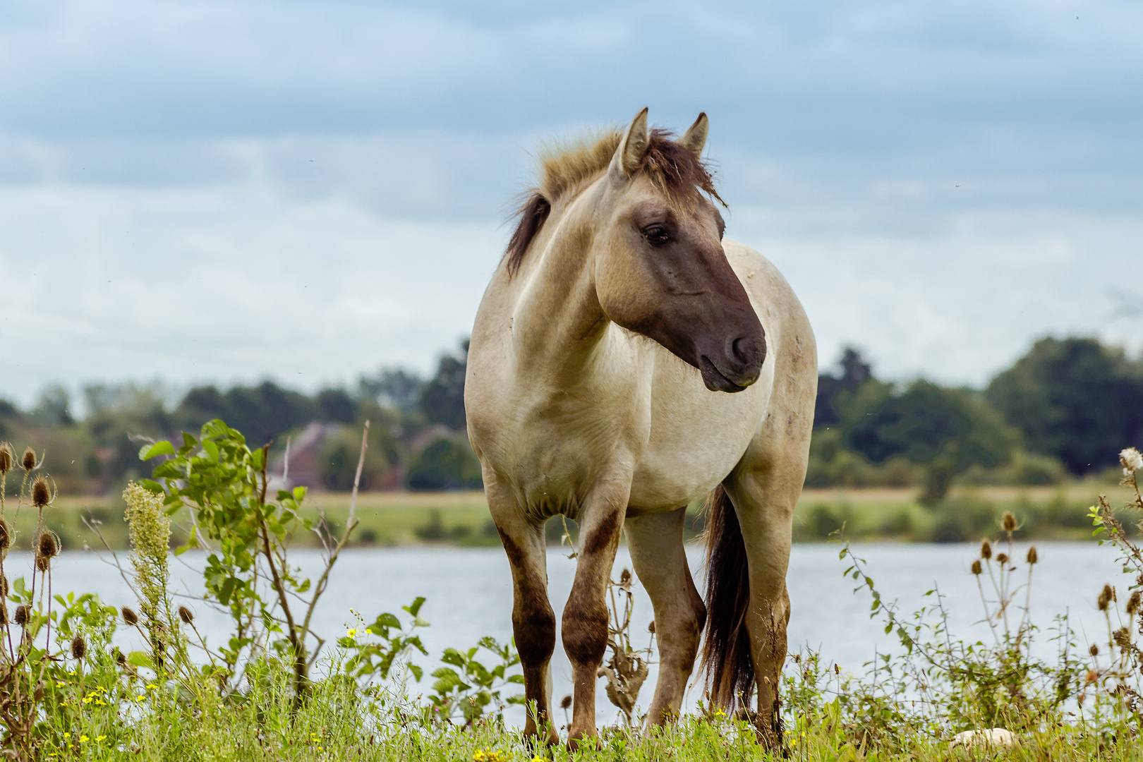 wildes pferd