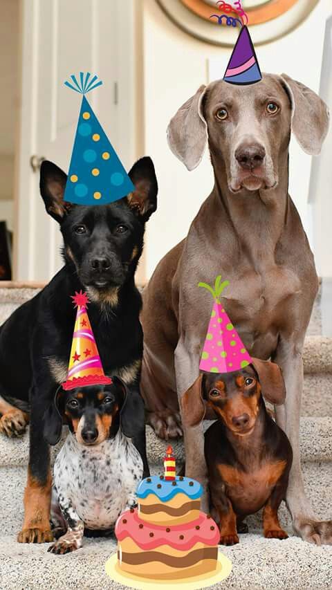 geburtstag bilder hunde